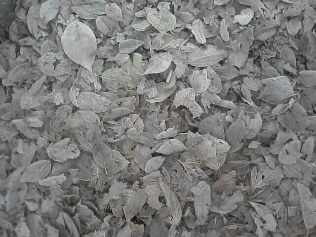 c0069380_2031159.jpg