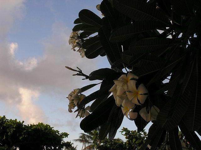 b0099538_1226724.jpg