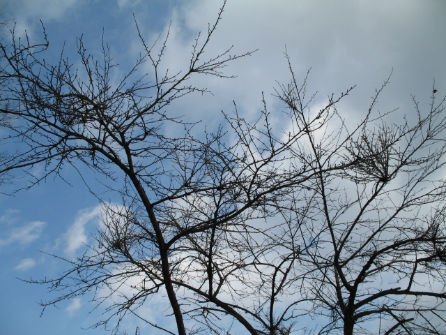 a0043326_2393357.jpg