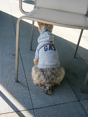 テラスの椅子の下に陣取ってお座りの姿勢をしている犬の後姿。パーカーにはGAPと書かれ、パーカーの上にハーネスを付けています。パーカーからはみ出ているお尻の巻き毛の毛と、短めの尻尾がキュートです。