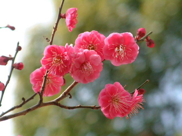 b0044296_2013169.jpg