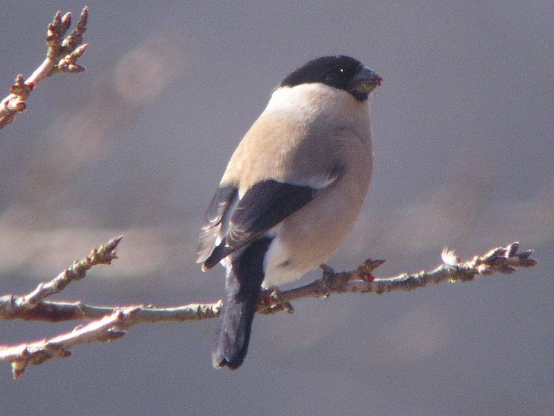 c0039919_18341921.jpg