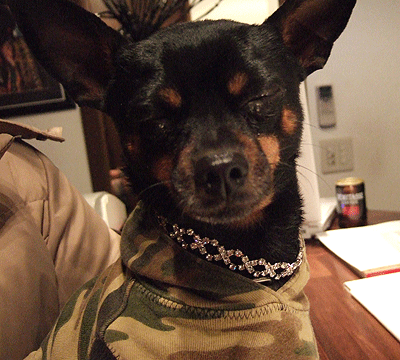 c0012571_1373579.gif