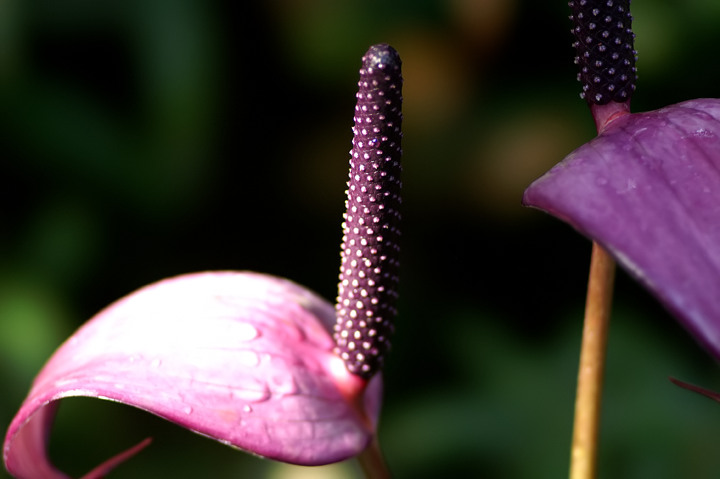 e0002371_2201372.jpg