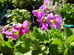f0054421_13521189.jpg