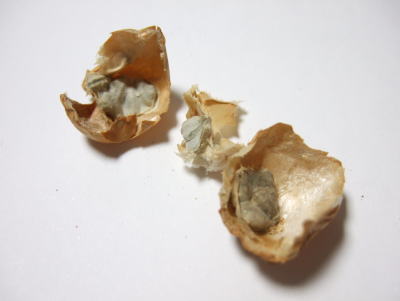 c0023545_0525557.jpg
