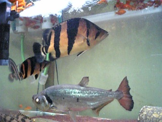 f0009758_1083731.jpg