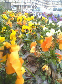 a0021421_10573235.jpg
