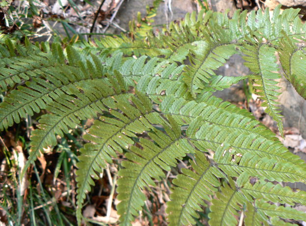 d0091754_20323024.jpg