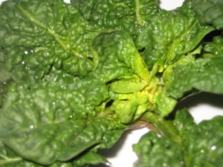 e0028056_233616.jpg