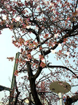 d0029958_11431011.jpg