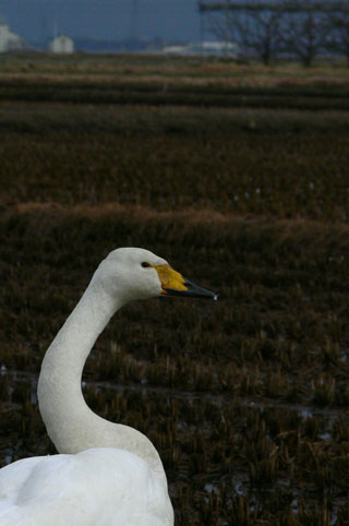b0072176_17441372.jpg