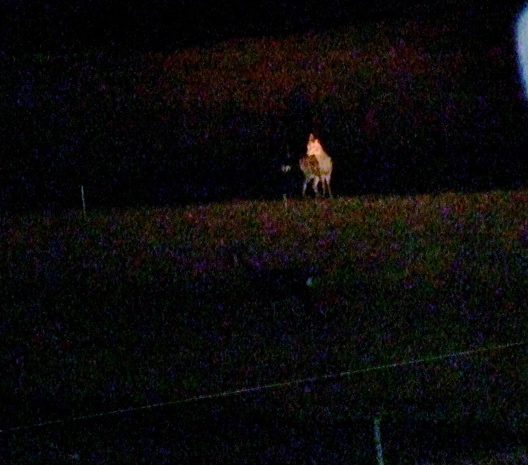c0076982_975941.jpg
