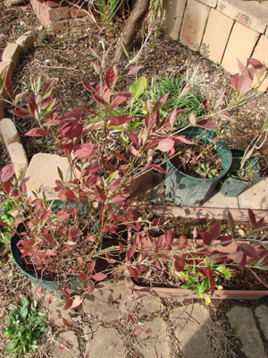 e0008586_238264.jpg