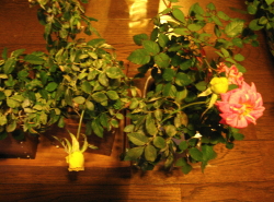 f0028125_232275.jpg