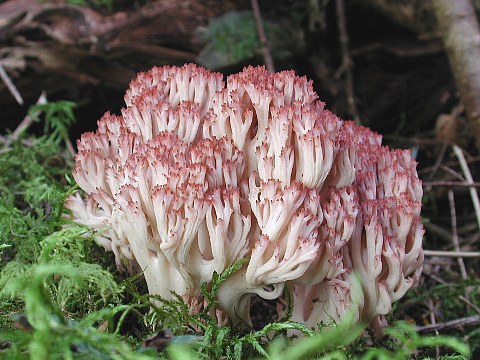 c0104227_14402124.jpg