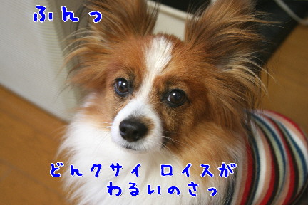 d0013149_1235359.jpg