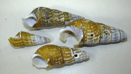 a0001354_18405141.jpg