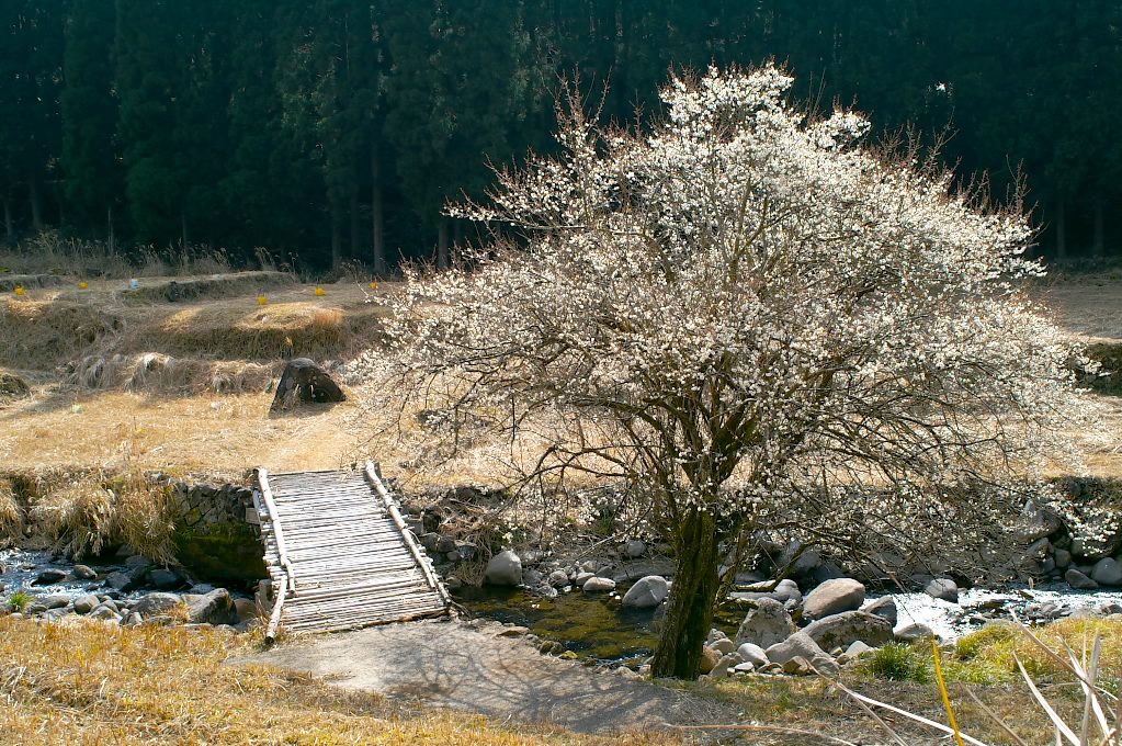 f0088058_1432832.jpg