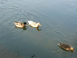 e0041168_10453036.jpg