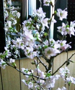 c0078480_2257942.jpg