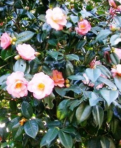 c0078480_232662.jpg