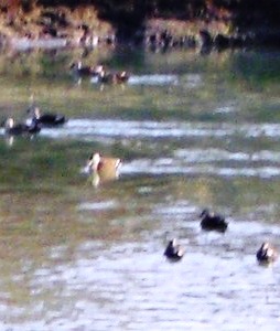 c0078480_2331774.jpg