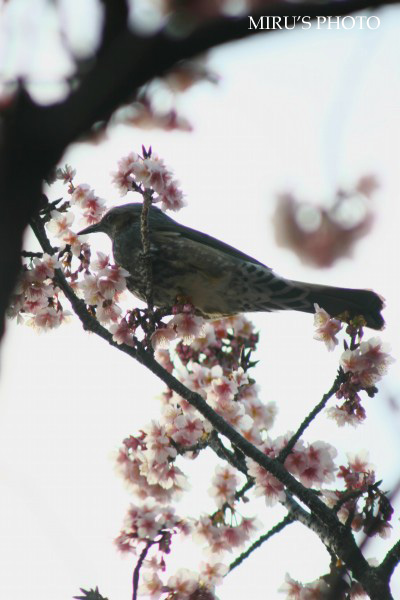 c0037519_1512877.jpg