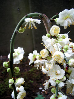 c0103119_142493.jpg