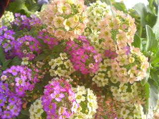 f0073239_1531333.jpg