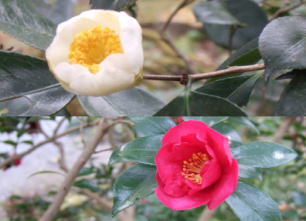 c0023545_21105497.jpg