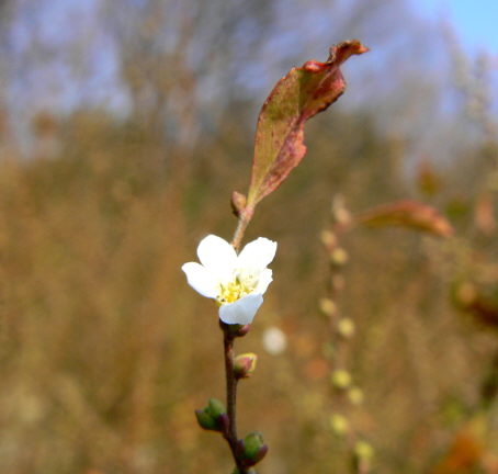 d0091754_411388.jpg
