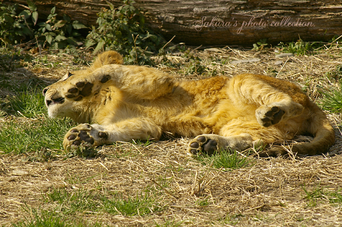 c0052787_21361365.jpg