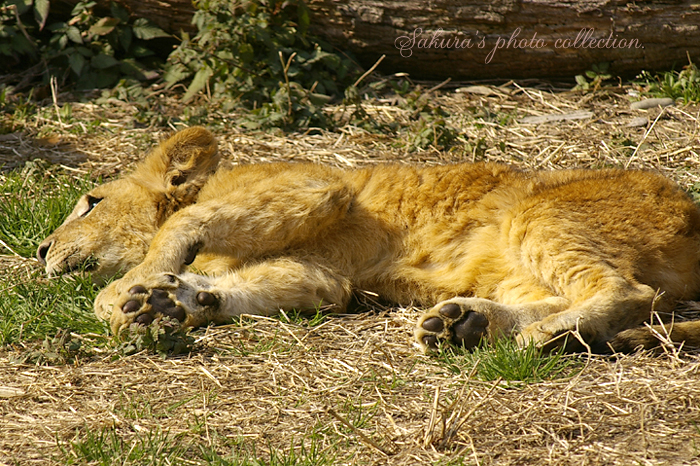 c0052787_21364580.jpg