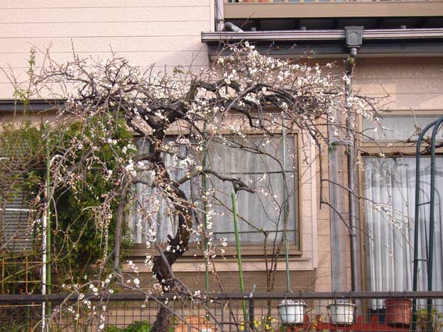 e0018604_11452982.jpg
