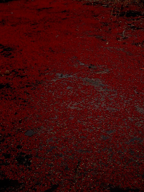 b0025738_144156.jpg