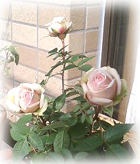 c0031662_13581332.jpg