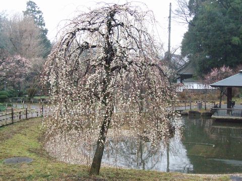 a0009666_1431075.jpg