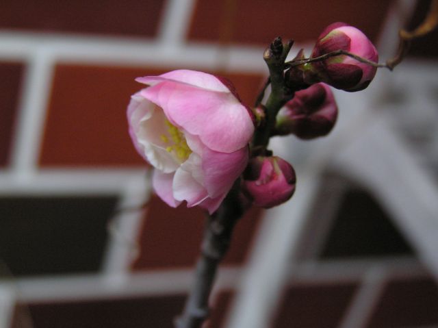 c0042869_2255678.jpg