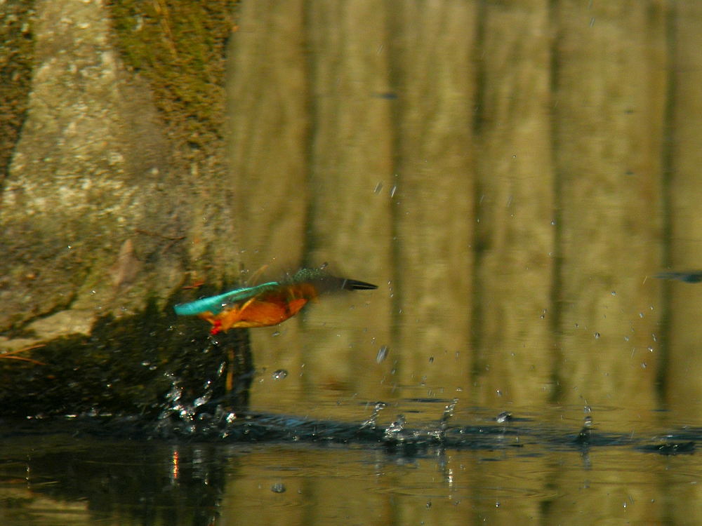 b0004398_128315.jpg
