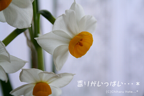 c0046340_1653547.jpg