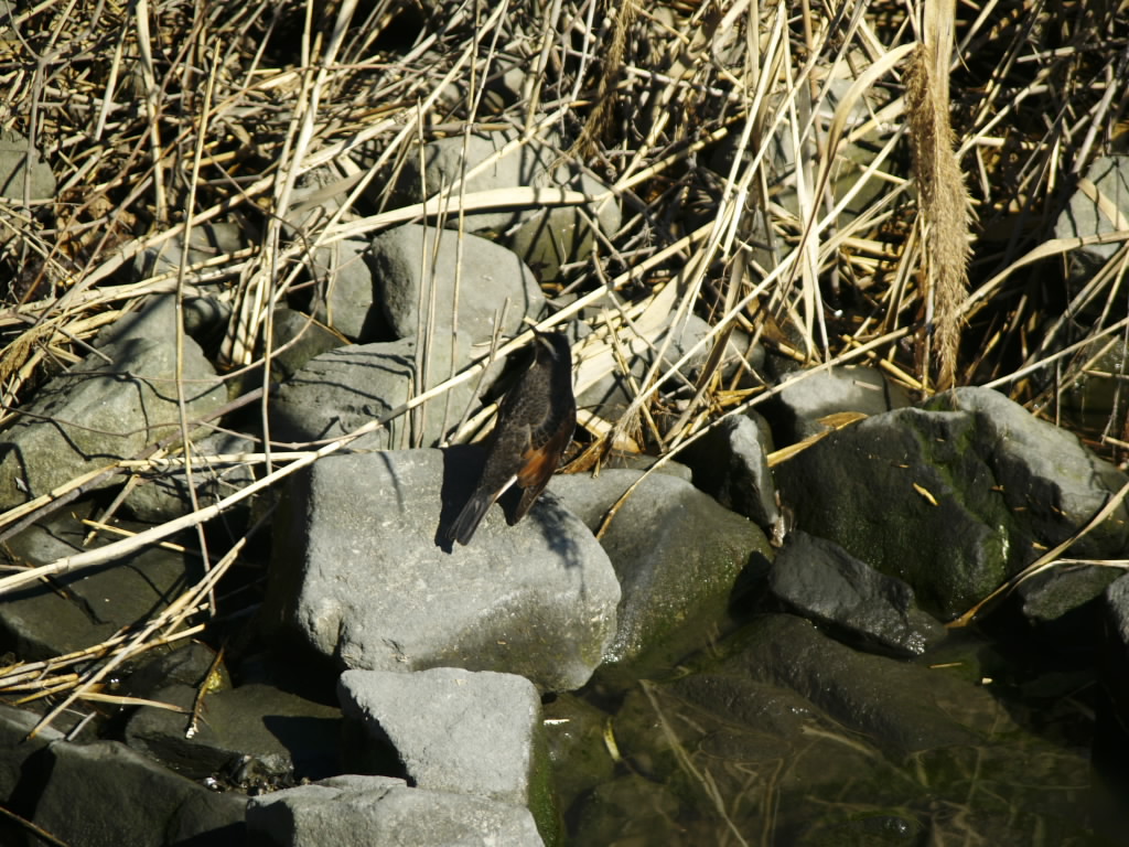 c0066245_19421287.jpg