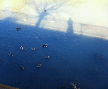 f0073848_1614937.jpg