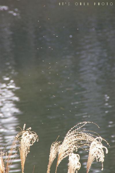 e0008800_021494.jpg