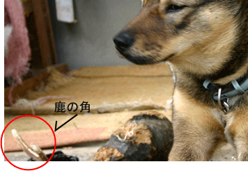 a0041108_1537696.gif