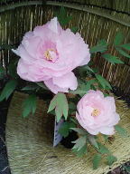 a0048609_650994.jpg