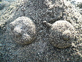e0107122_16383325.jpg