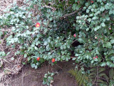 f0086169_8563346.jpg