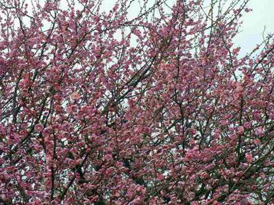 f0086169_8585091.jpg