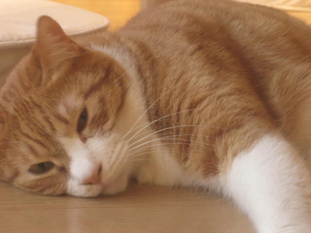 a0052486_9145012.jpg